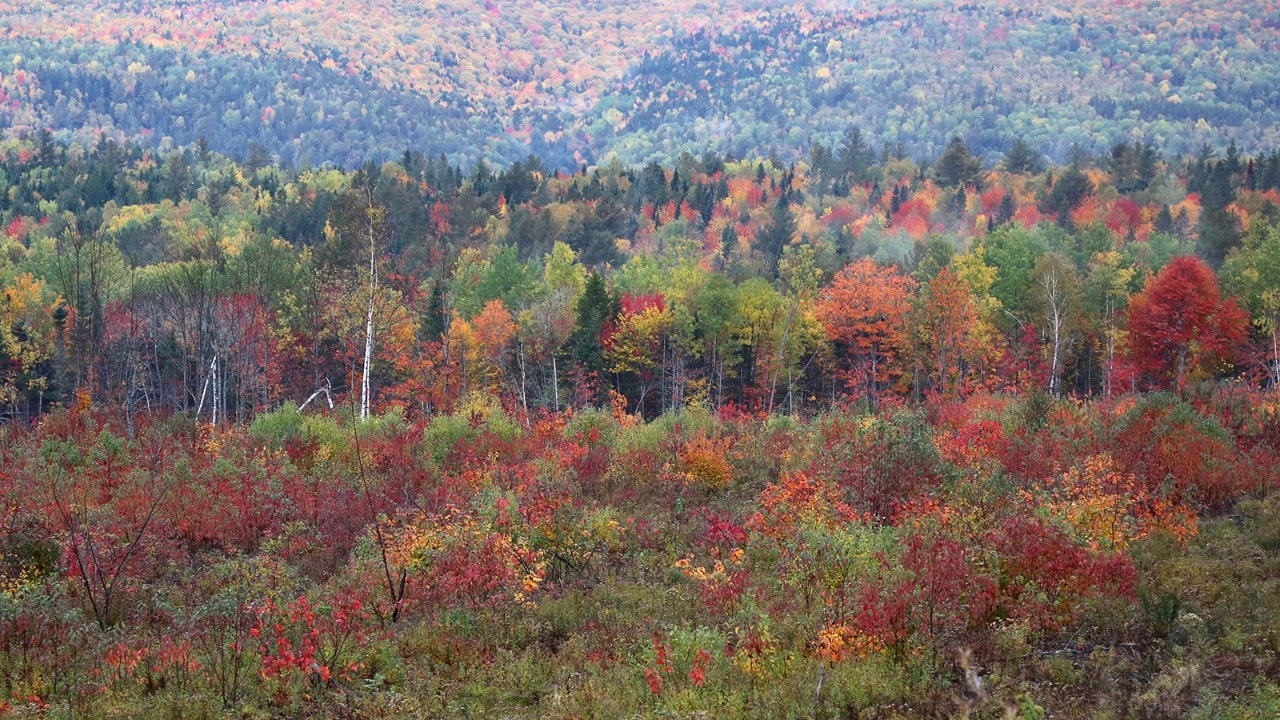 Fall creates a carpet of colorful trees in Fundy National Park.