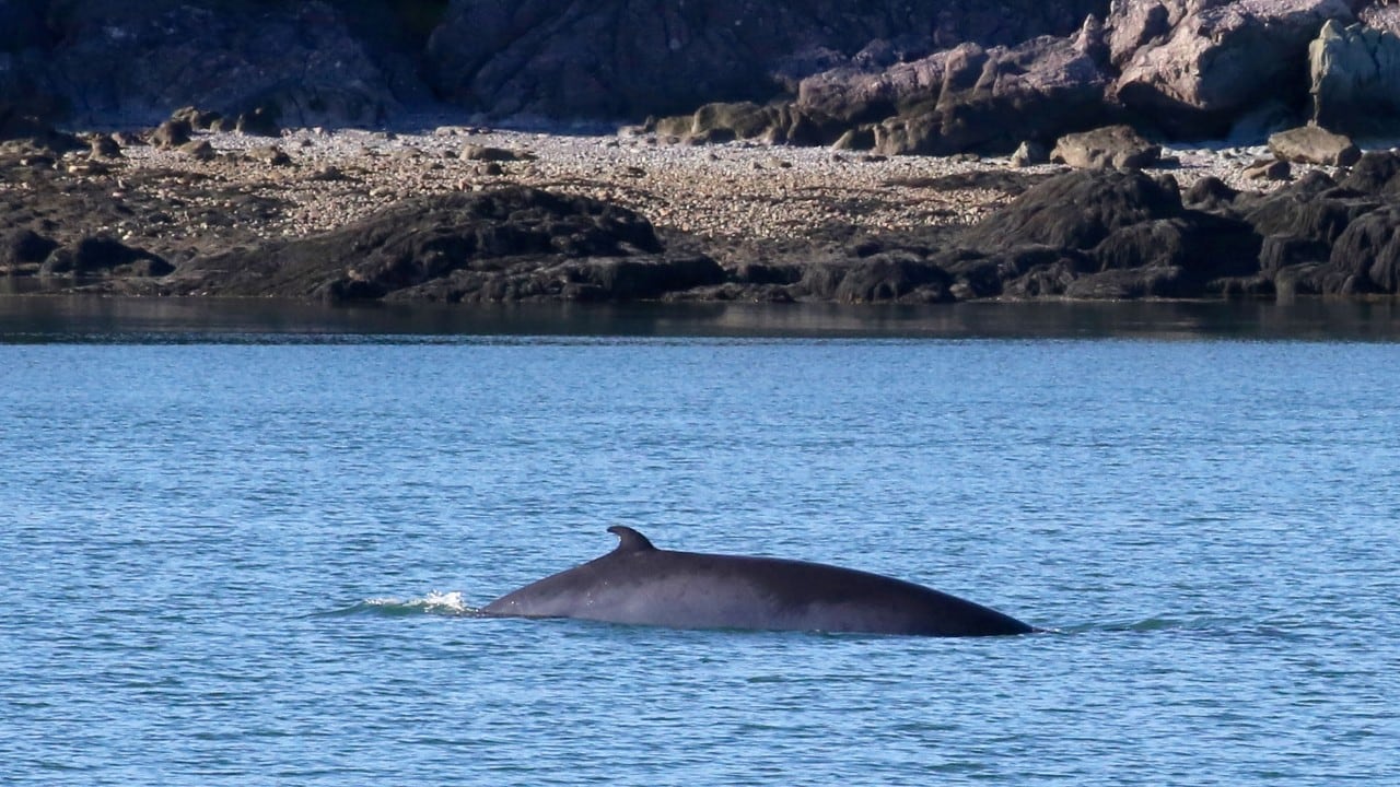 A minke whale swims in the Bay of Fundy.