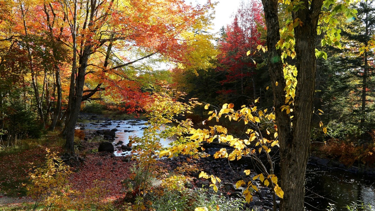 Fall colors in New Brunswick.