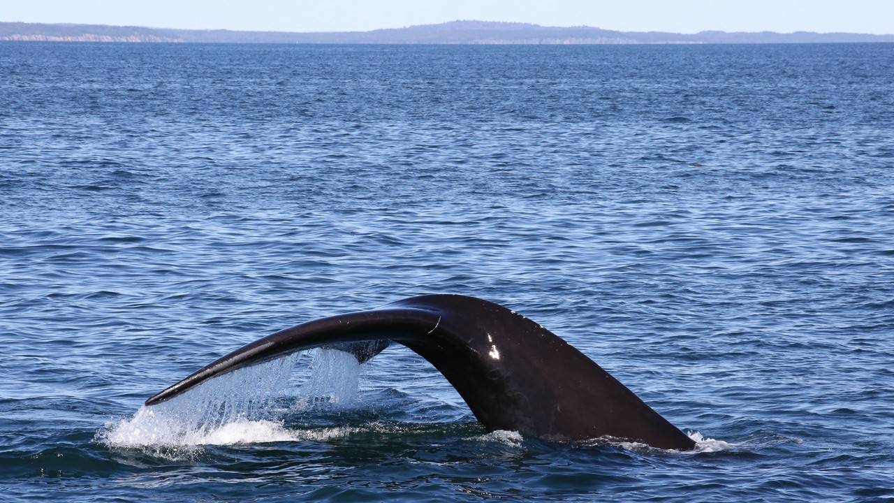 A North Atlantic right whale flips its tail before diving into the Bay of Fundy.