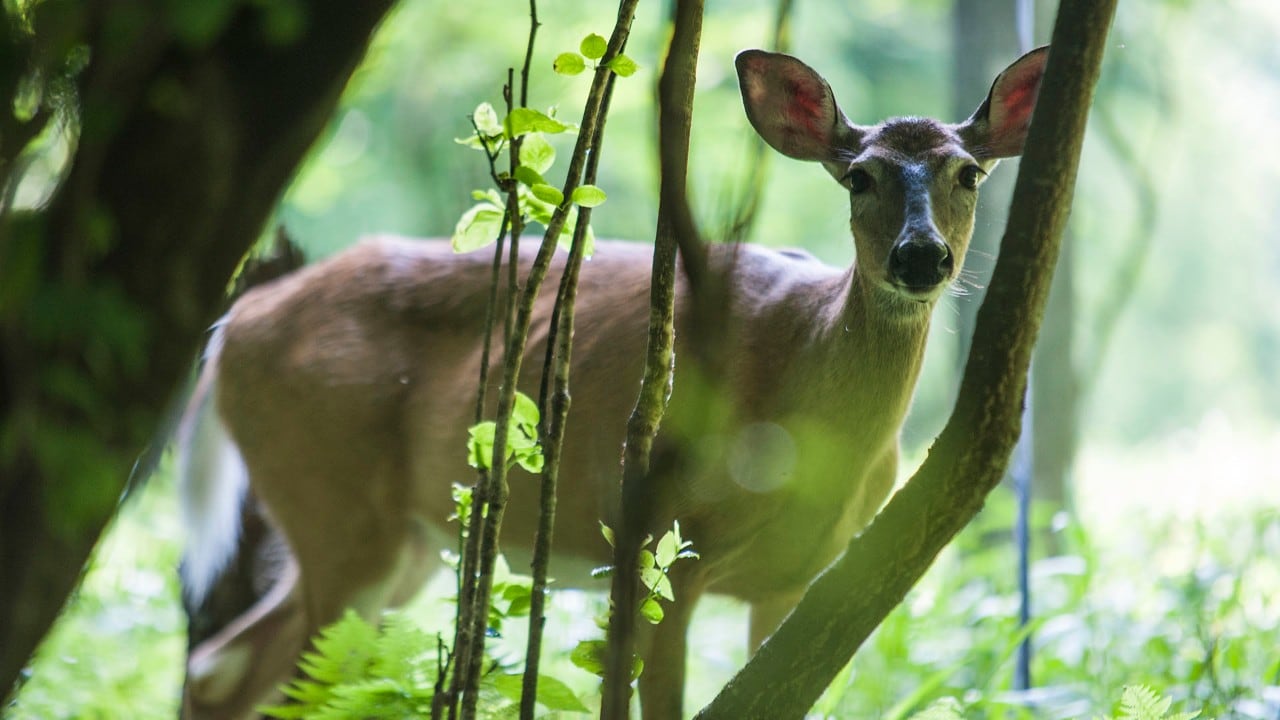 Rock Castle Gorge Trail features up-close encounters with wildlife.
