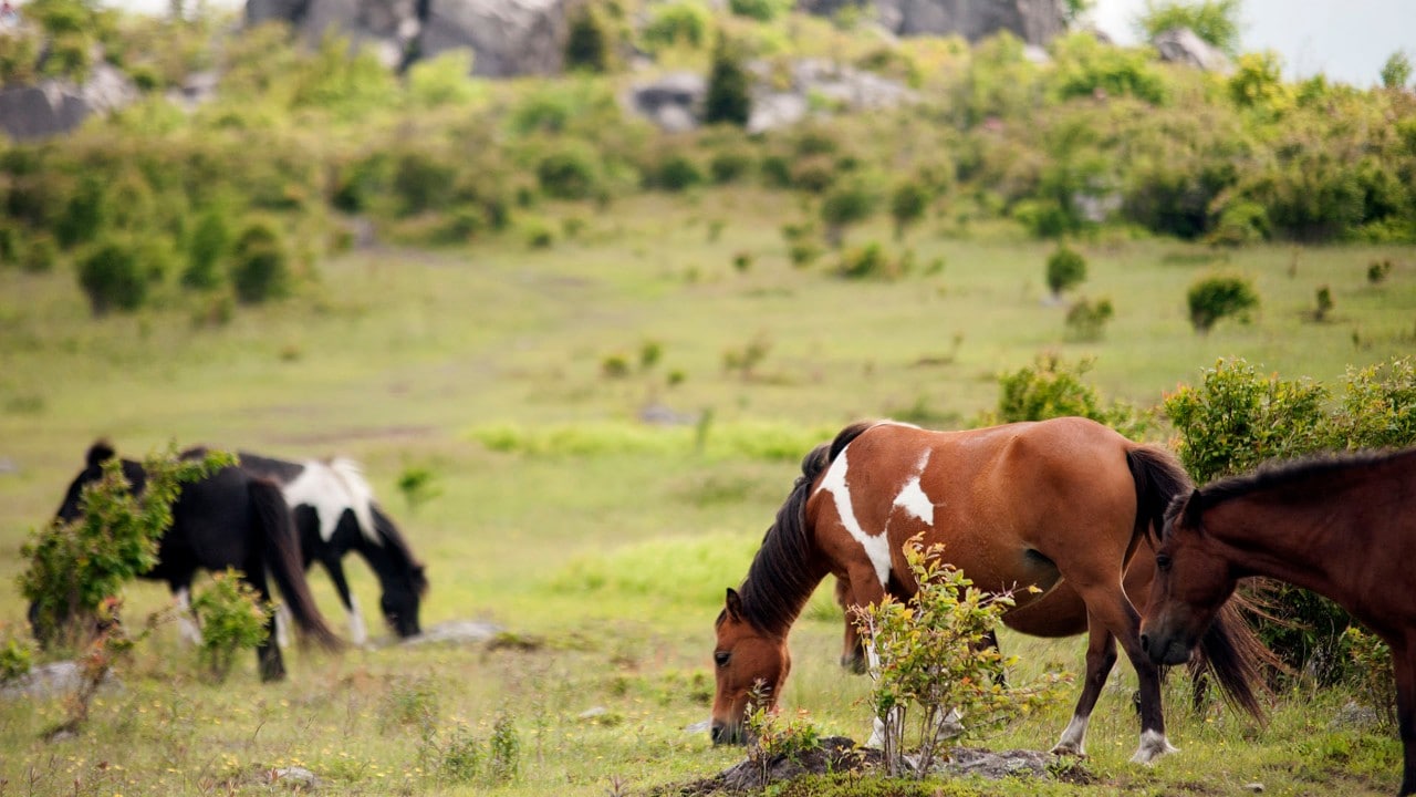 Grayson Highlands State Park is known for its herd of wild ponies.