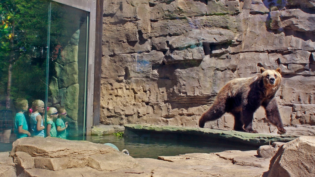 Grizzly Ridge is one of Saint Louis Zoo's newest habitats. Two orphaned grizzly bears, Huck and Finley, call the habitat home.