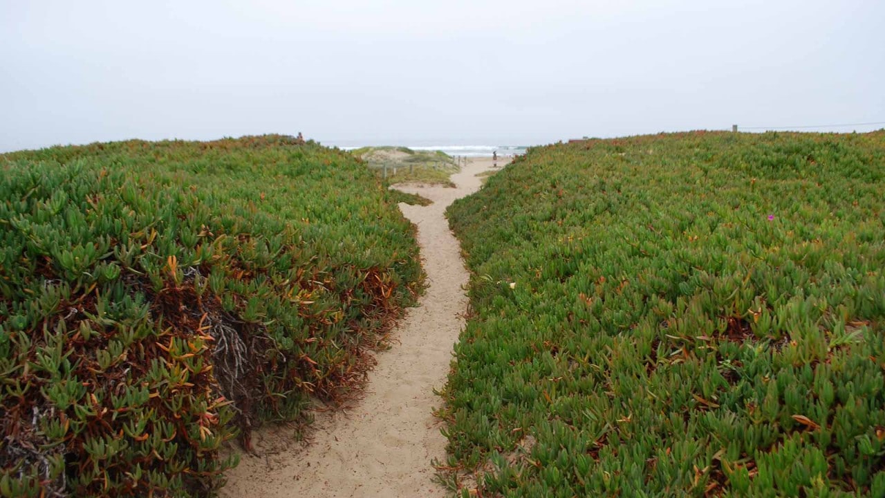 A trail at Morro Strand State Beach leads to the Pacific Ocean.