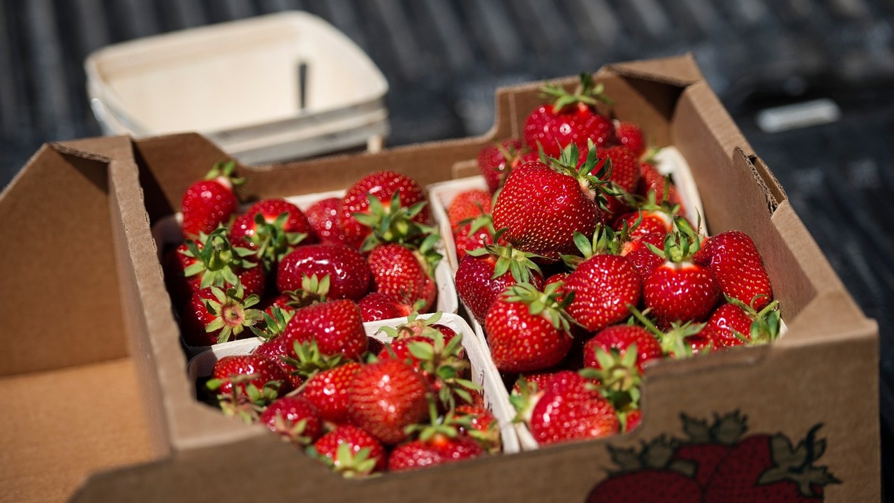 Boxes of strawberries at Elderkin's Farm Market & Cider Company u-pick in Wolfville, N.S. on Wednesday, June 28, 2017.