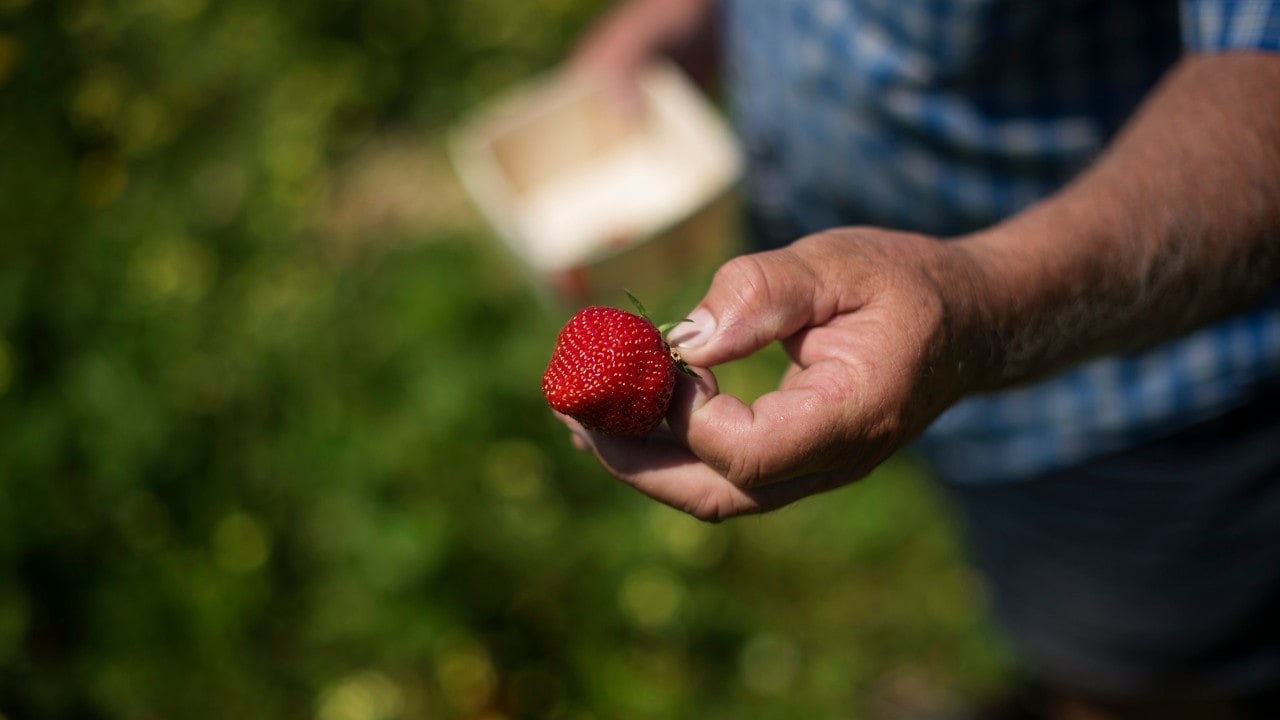 Peter Elderkin of Elderkin's Farm Market & Cider Company holds a strawberry in his u-pick field in Wolfville, N.S. on Wednesday, June 28, 2017.