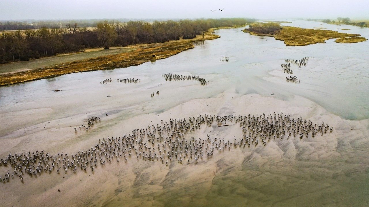 Sandhill cranes gather in the Platte River, keeping them safe from predators.