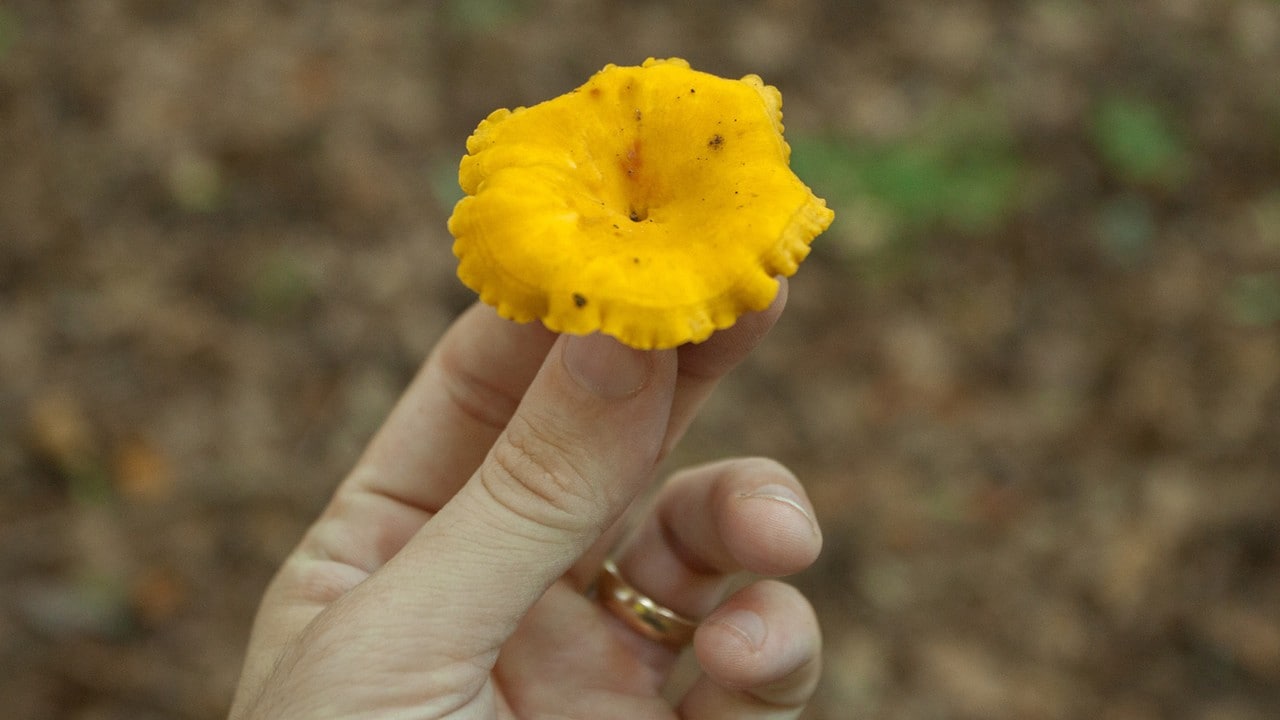 A freshly picked chanterelle