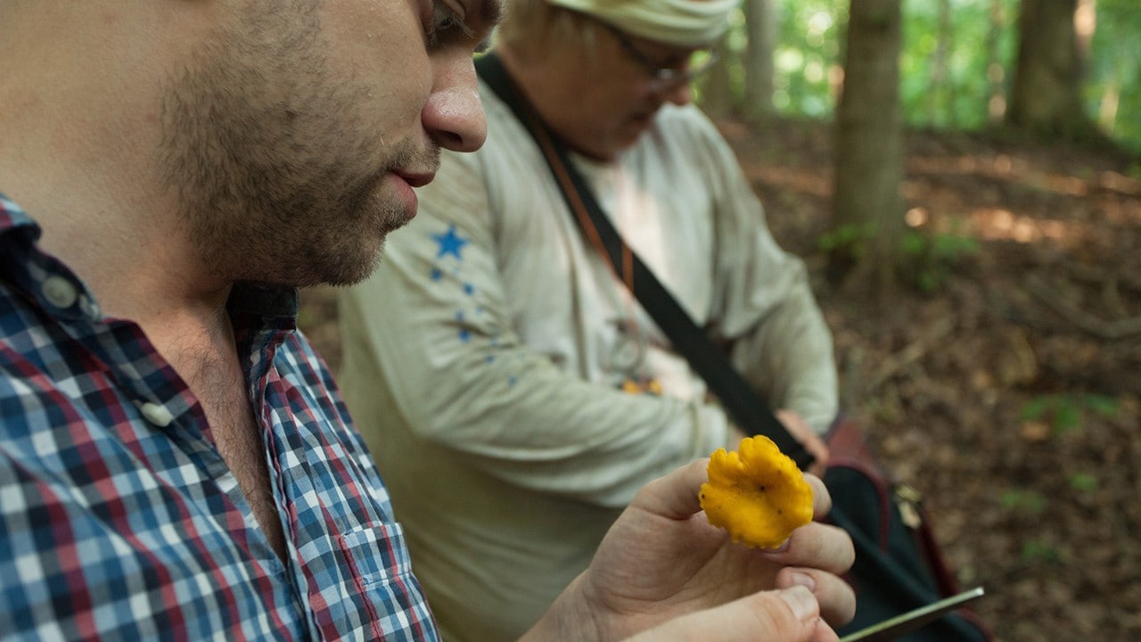 The smell of chanterelles is unmistakable, almost like fresh apricots.