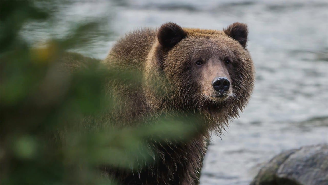 About 50,000 grizzly bears live in Alaska.