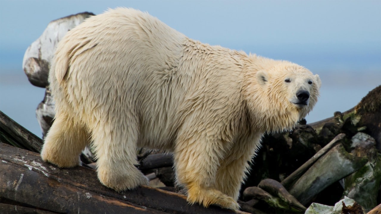 Polar bears white or yellowish coat is made of water repellant hair on top of a dense undercoat. 