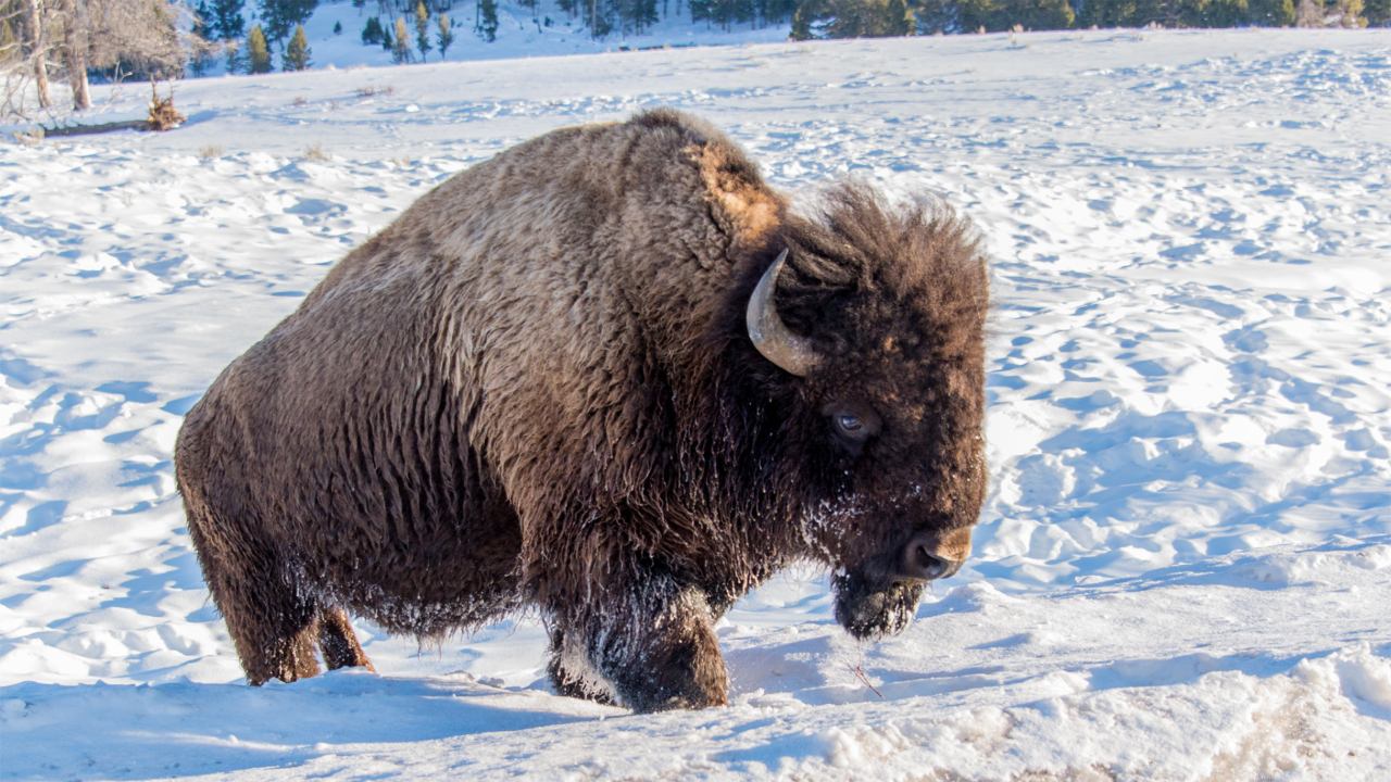 About 5,000 bison roam in Yellowstone National Park.