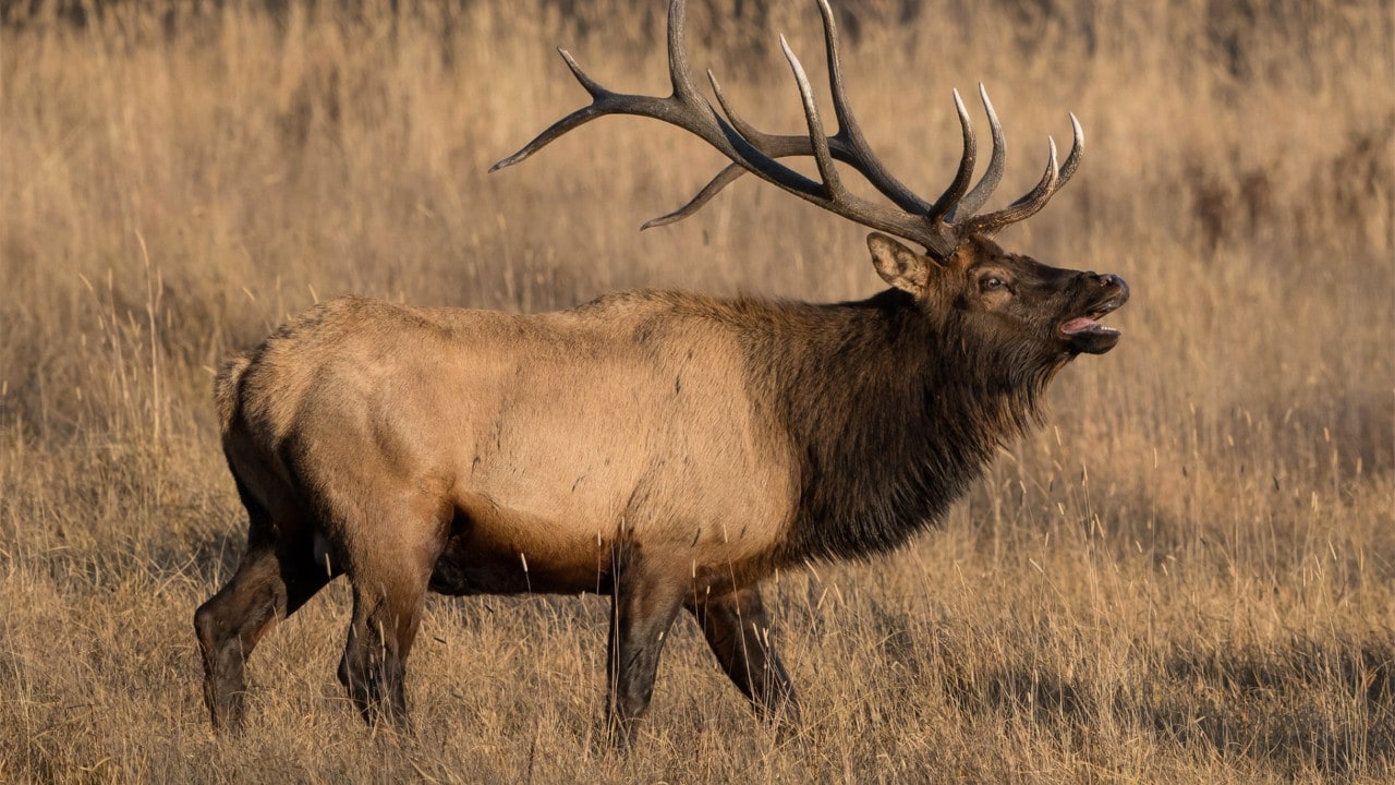 Bull elks in Colorado can weigh 730 pounds.