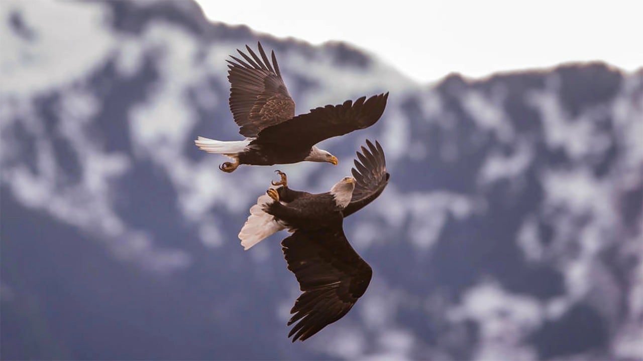 Bald eagles have a wing span of up to 7.5 feet.