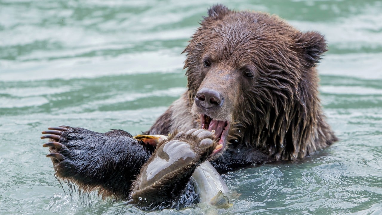 A grizzly bear snags a fish in Alaska.