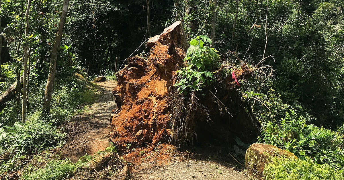 Landslides are one reason why more areas of El Yunque aren't open yet.