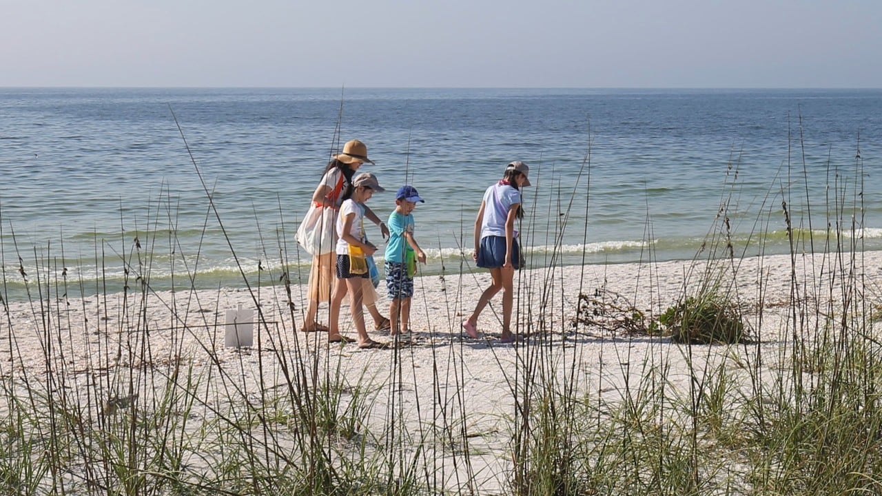Visitors to Cayo Costa State Park look for seashells.
