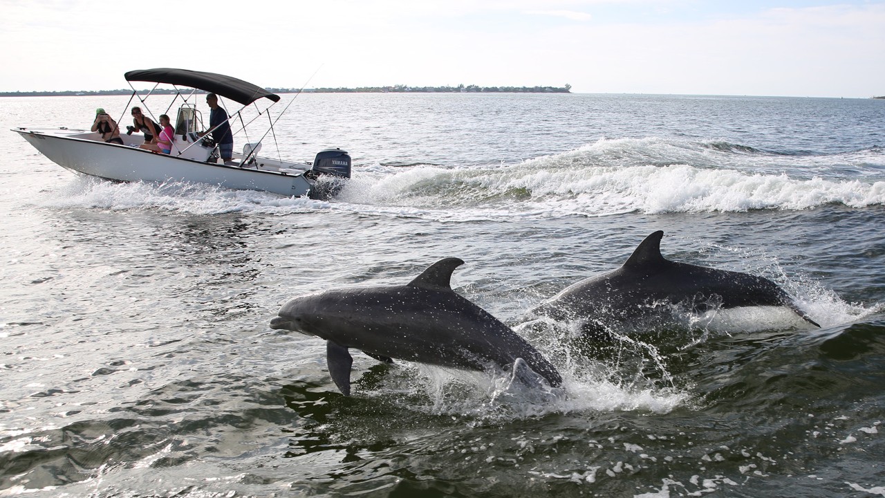 Dolphins follow a boat in Pine Island Sound, just off the coast of Captiva.