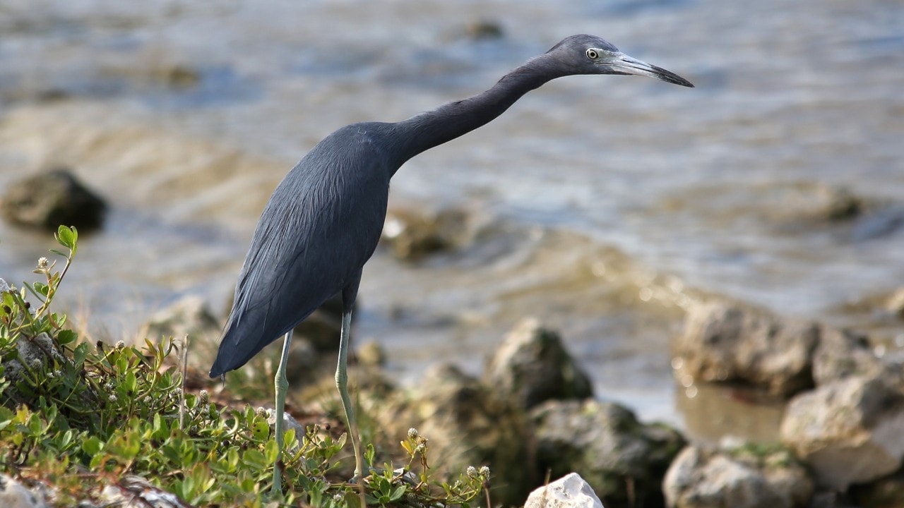 A Little Blue Heron struts on the shore.