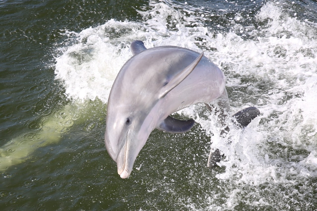 A dolphin jumps in the wake of a boat operated by Captiva Cruises.