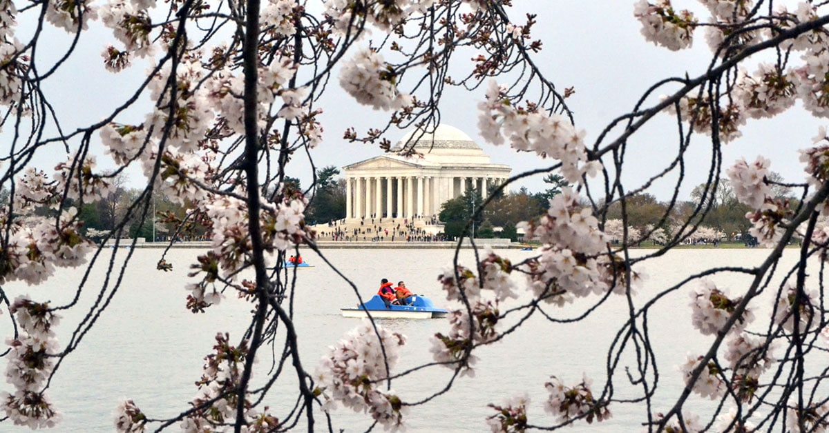 The Jefferson Memorial is seen through cherry blossoms across the Tidal Basin.