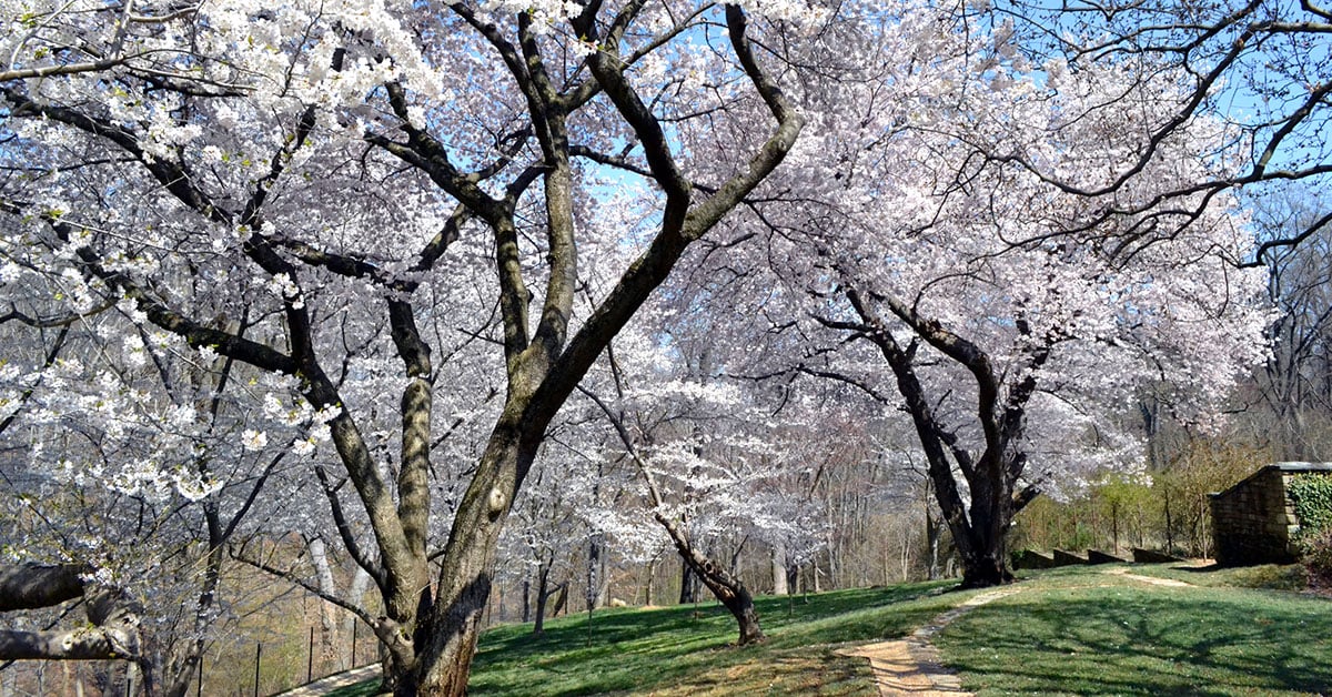 Cherry blossoms bloom at Dumbarton Oaks in Georgetown.