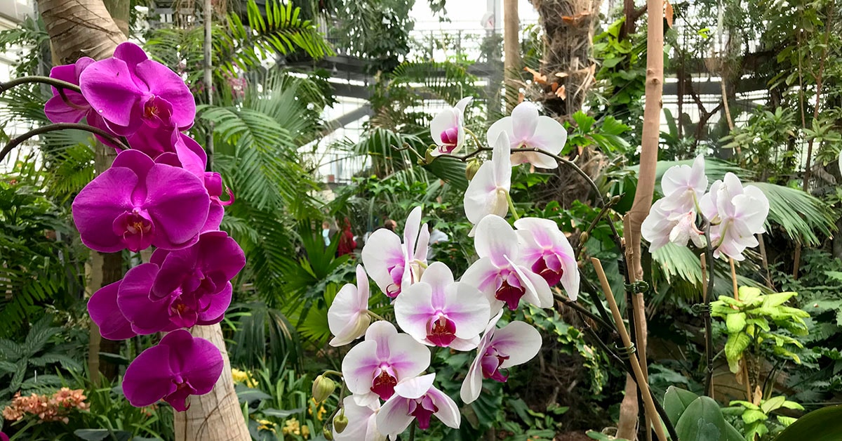 The Botanic Garden has about 4,000 orchid plants representing more than 900 species. Photo by Lauren Kafka