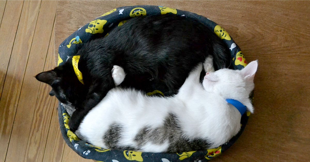 At Give Purrs a Chance, two residents snooze in Yin and Yang serenity.