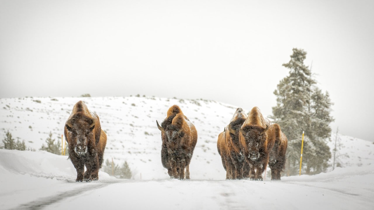 Bison frequently walk on roads in Yellowstone National Park.
