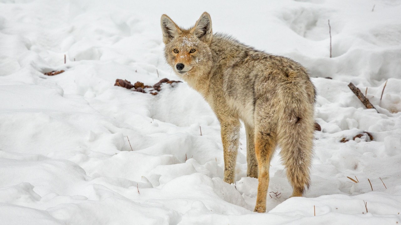 A coyote in Lamar Valley