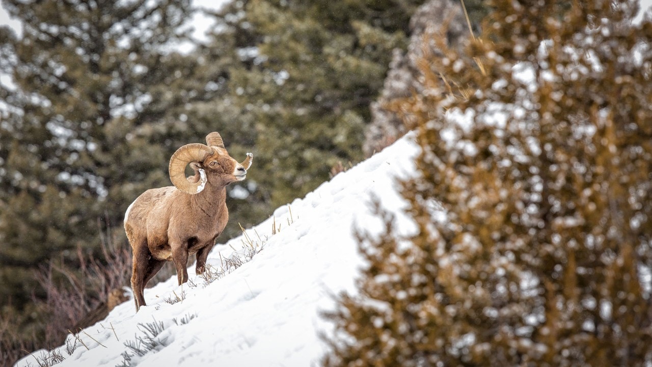 Bighorn sheep can often be seen on cliffs near the Yellowstone River.