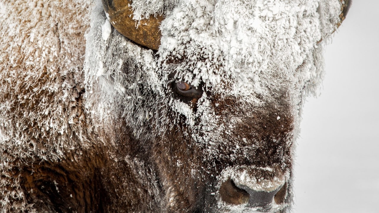 Geyser steam turns to frost on Bison in Yellowstone National Park.