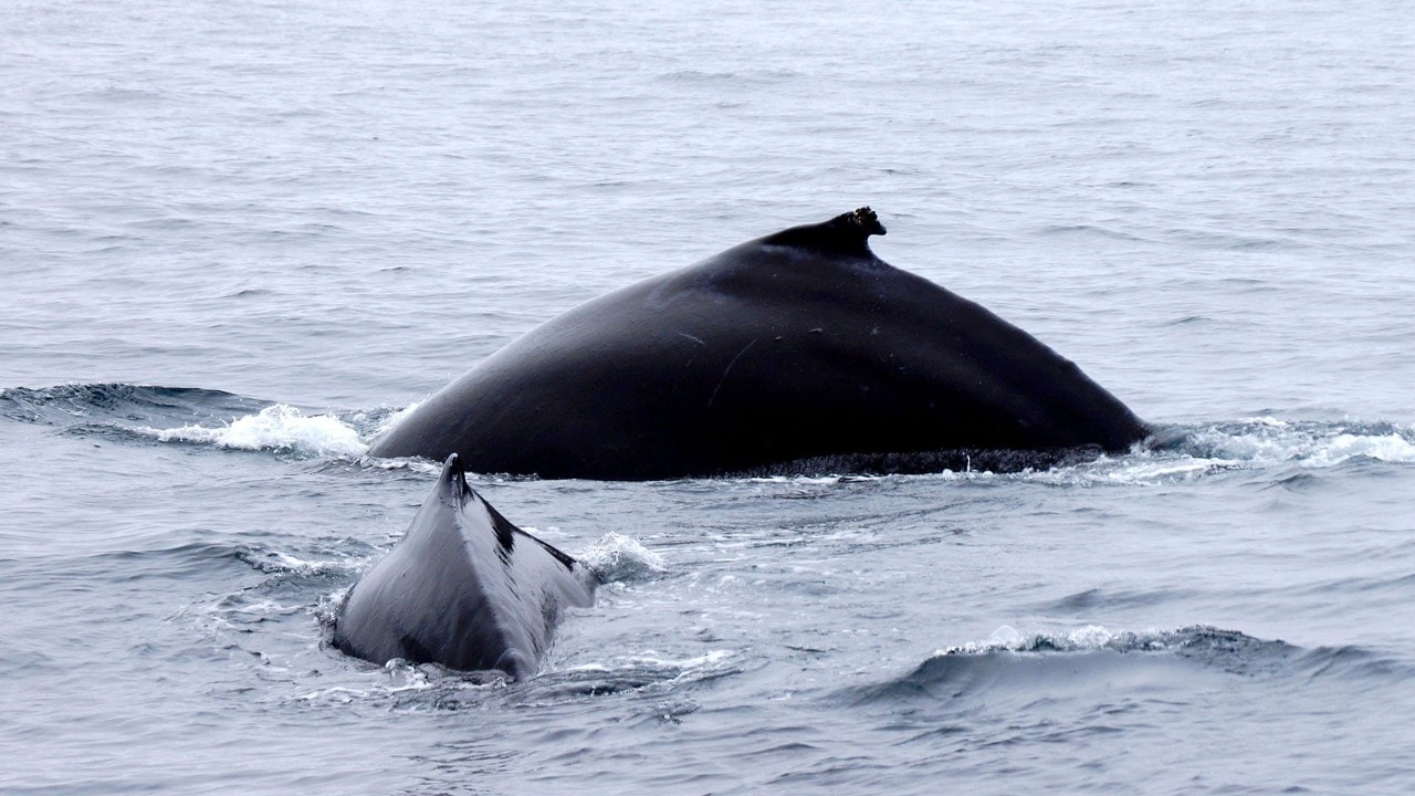 Humpback whales swim off the Farallon Islands.