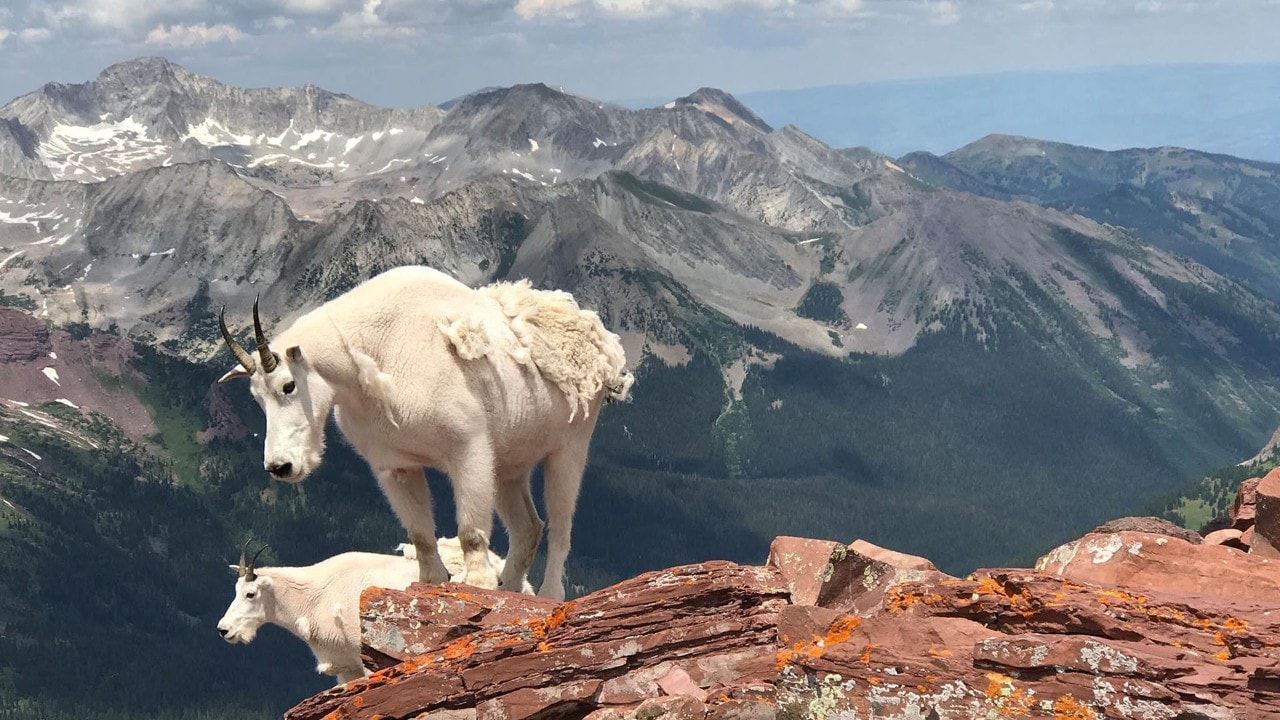 Mountain goats peer into the abyss atop North Maroon Peak in the Elk Range. Photo by Shawn Otteman