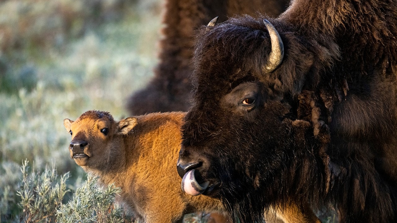 A bison keeps a watchful eye on her calf.