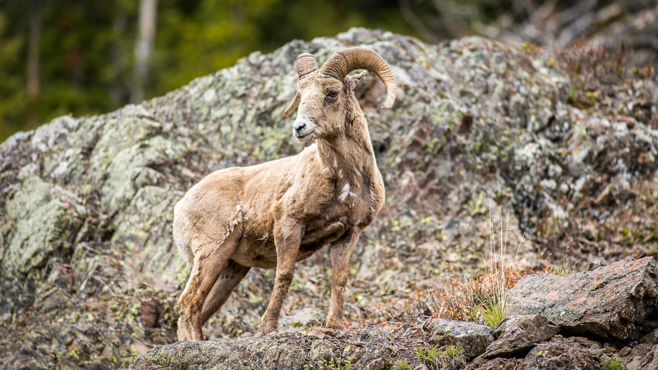 The Teton Range is home to a small herd of native bighorn sheep.