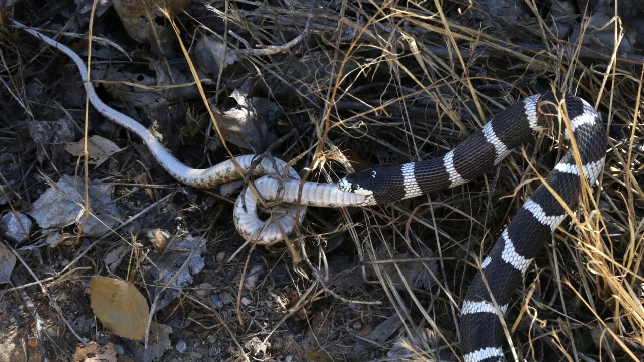 California kingsnake eats another snake on the Bright Angel Trail.
