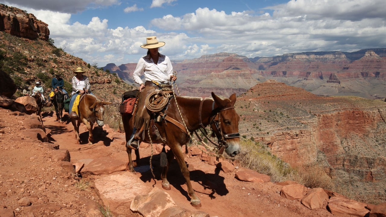 A mule train passes along the South Kaibab Trail.