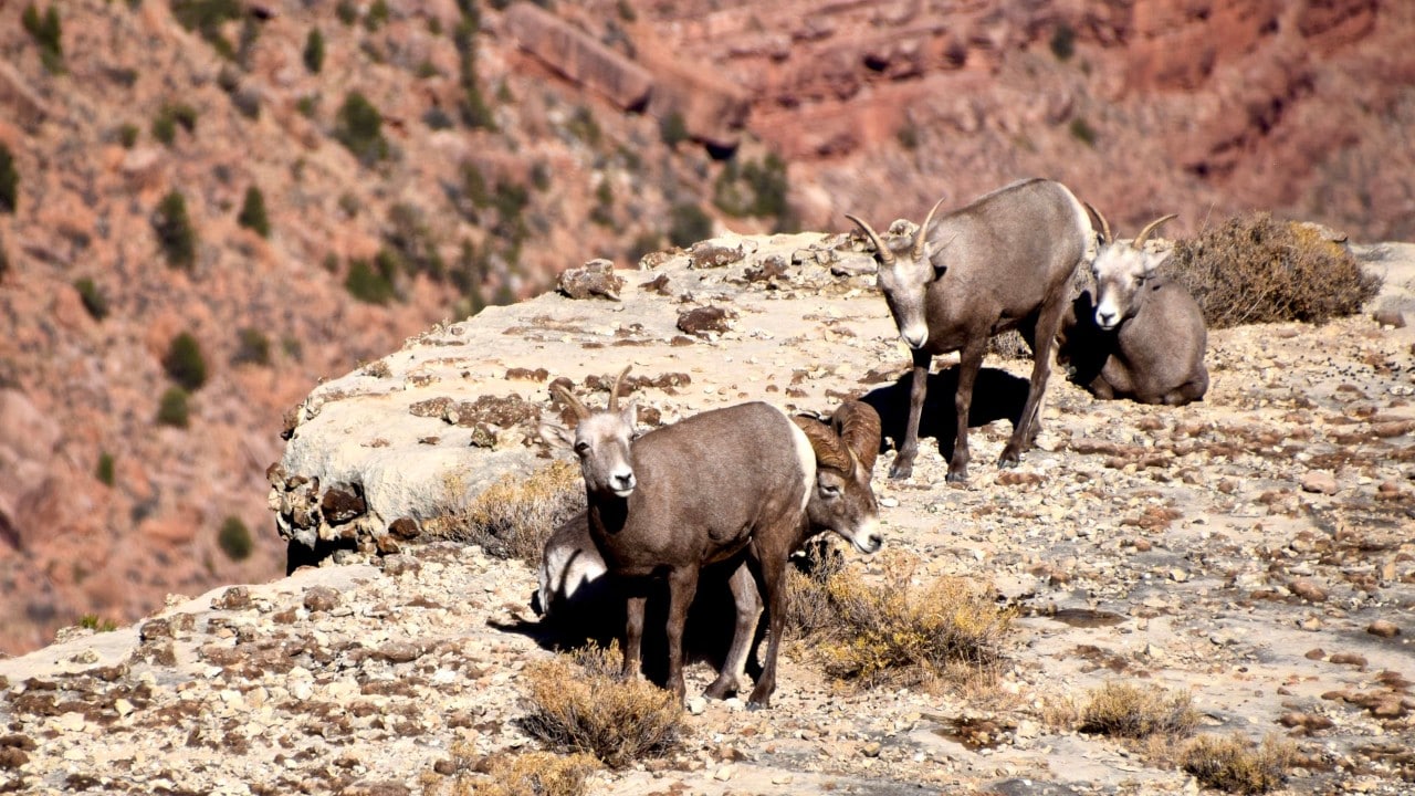 Sure-footed bighorn sheep are spotted from the Bright Angel Trail.