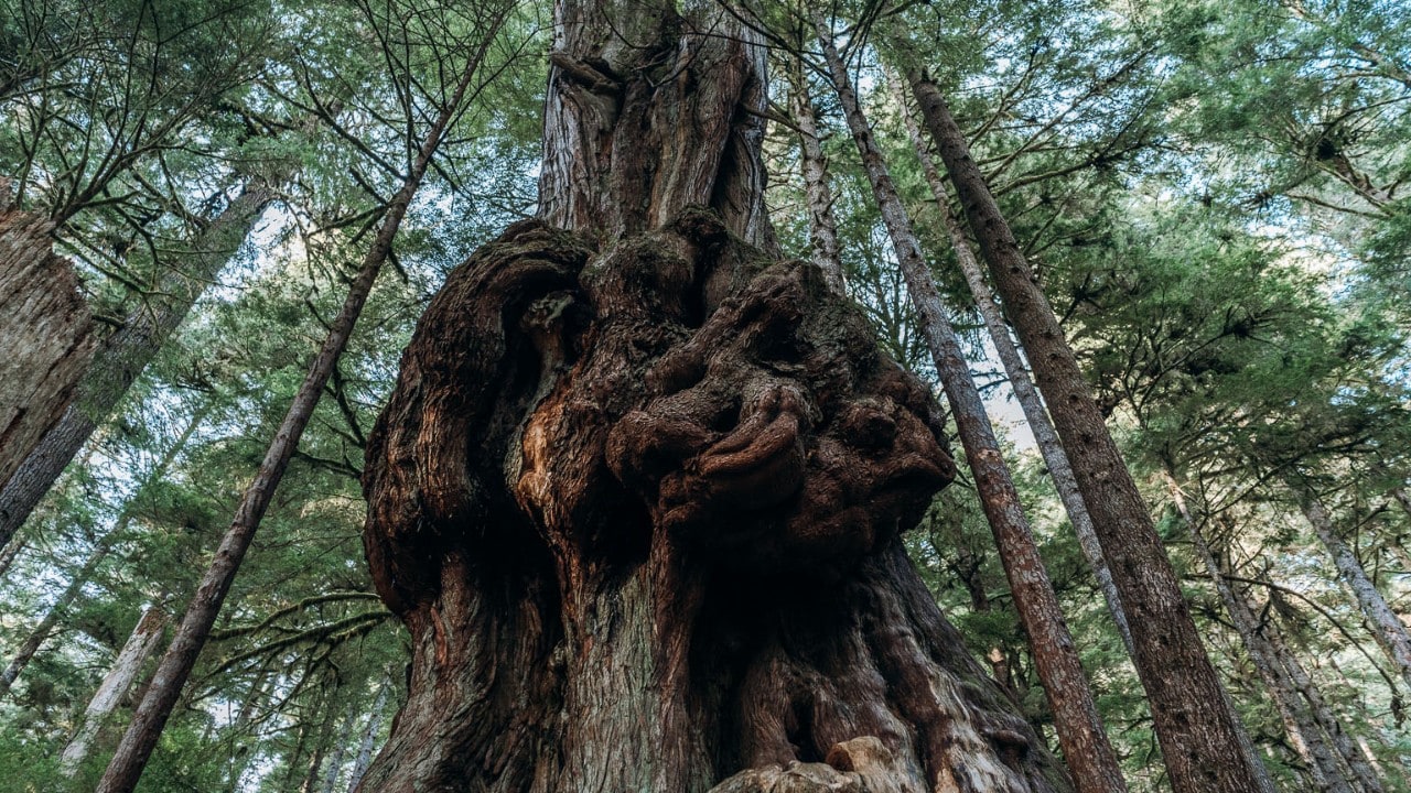 Canada's Gnarliest Tree