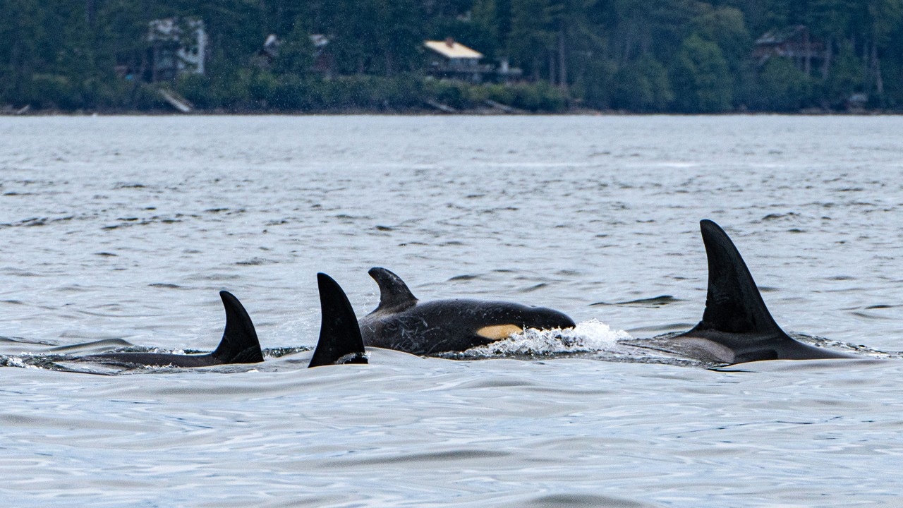 A pod of orca whales passes by San Juan Island.