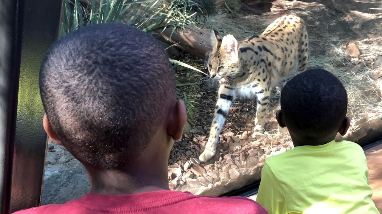 Silas and Sion Brown watch a serval at the San Diego Zoo.