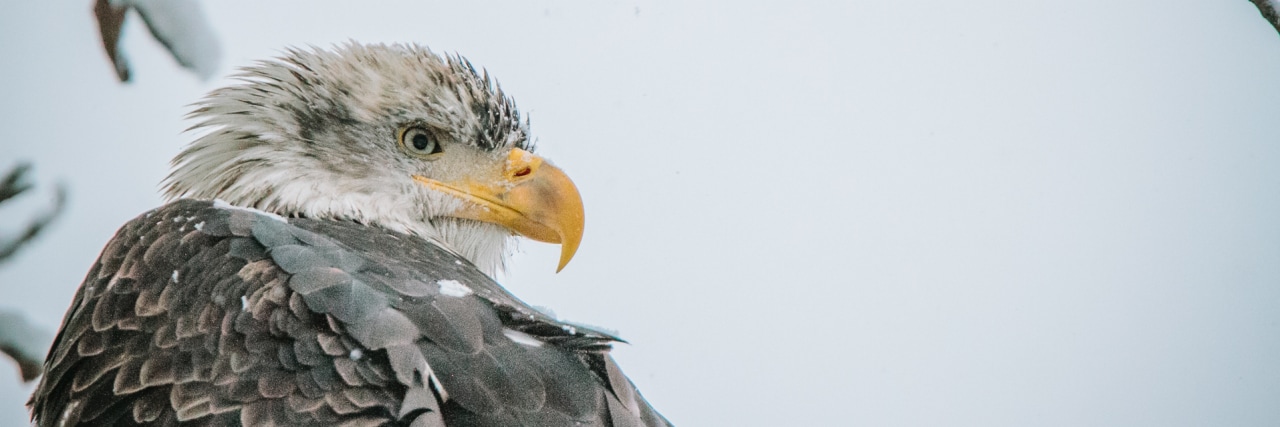 Profile view of Alaskan bald eagle