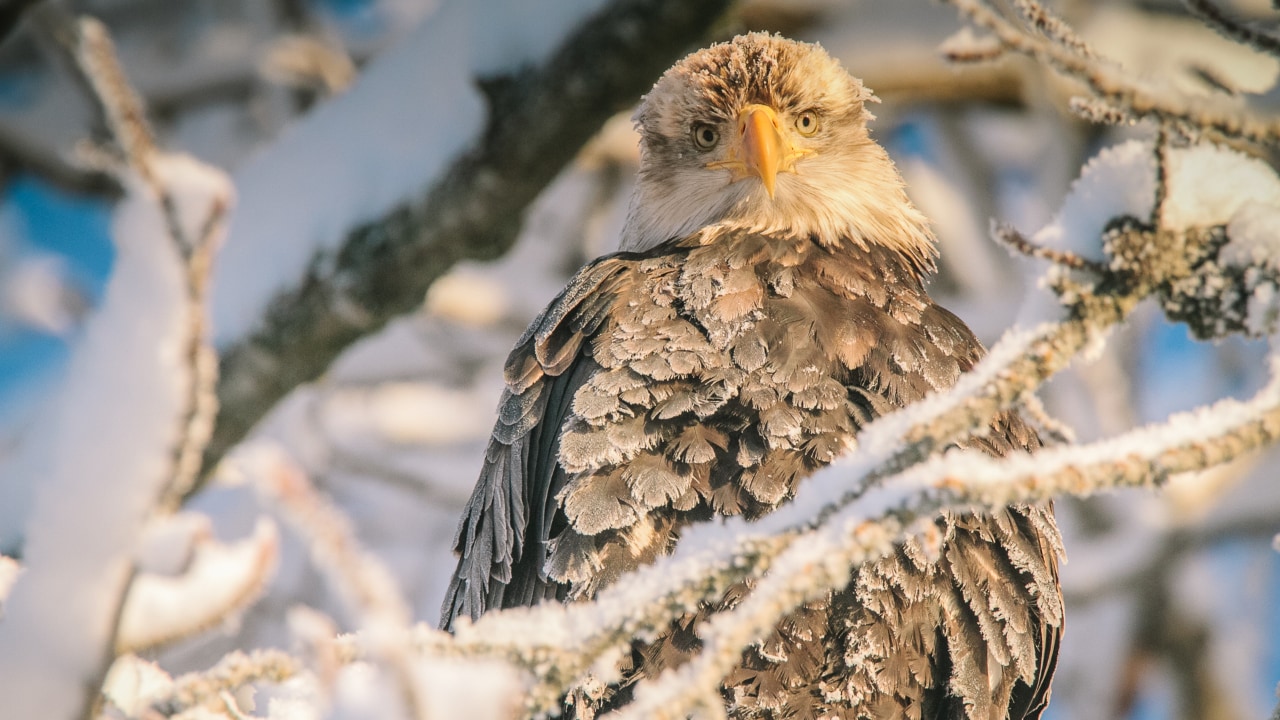 A young bald eagle rests in the Alaska Chilkat Bald Eagle Preserve.