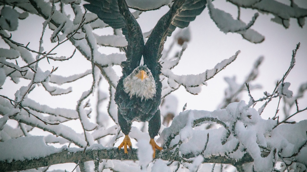 A bald eagle prepares to take flight at the Chilkat Bald Eagle Preserve.