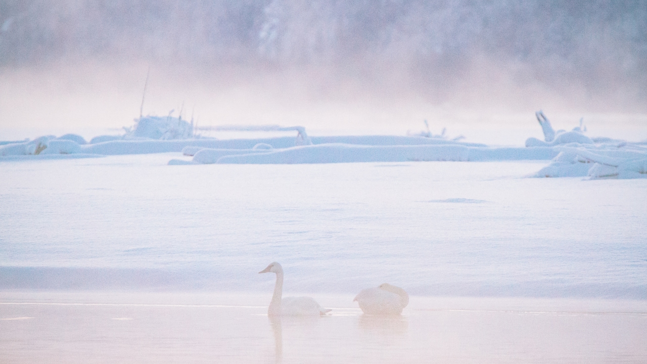 Swans float across placid waters as fog rolls into the Alaska Chilkat Bald Eagle Preserve.