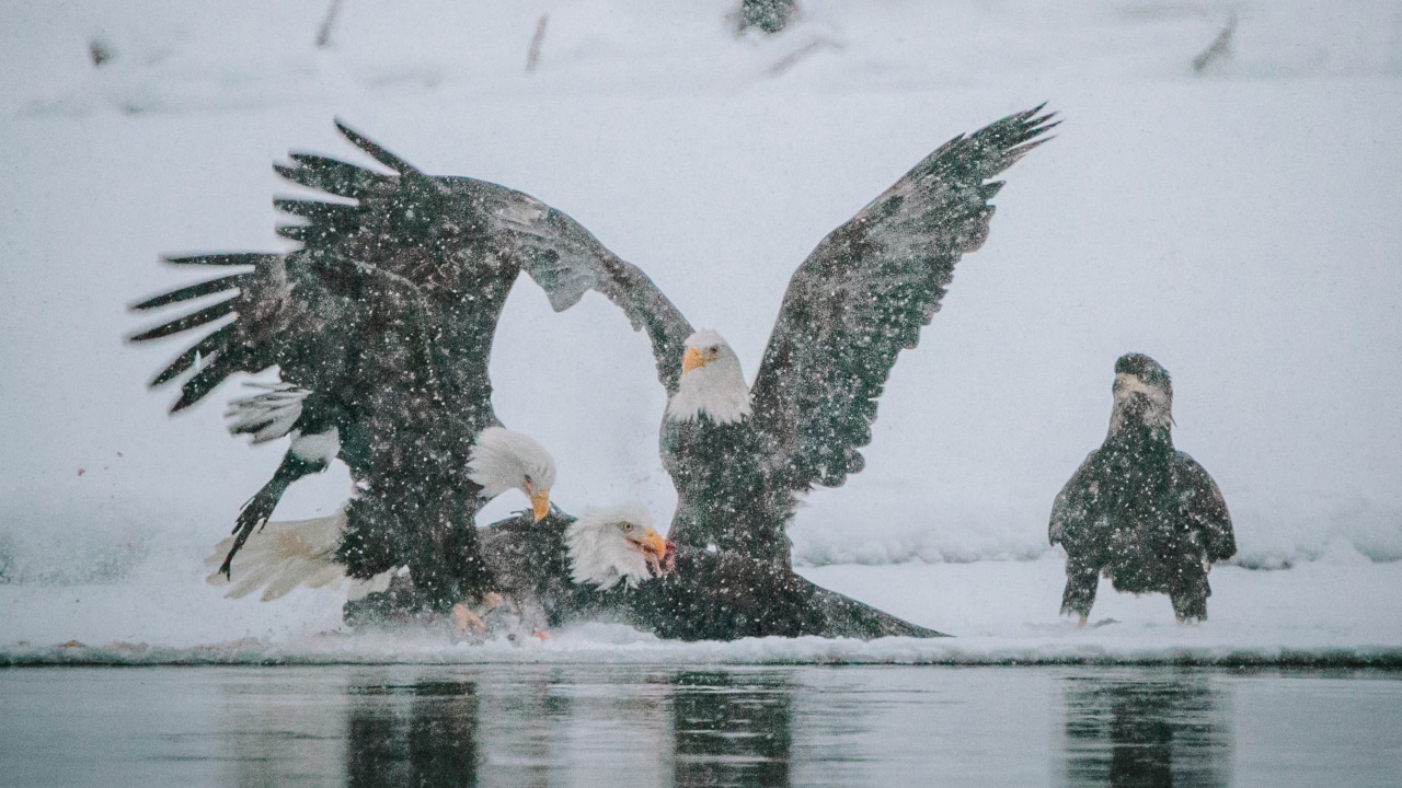 Bald eagles pounce on a fresh catch in the Chilkat River.