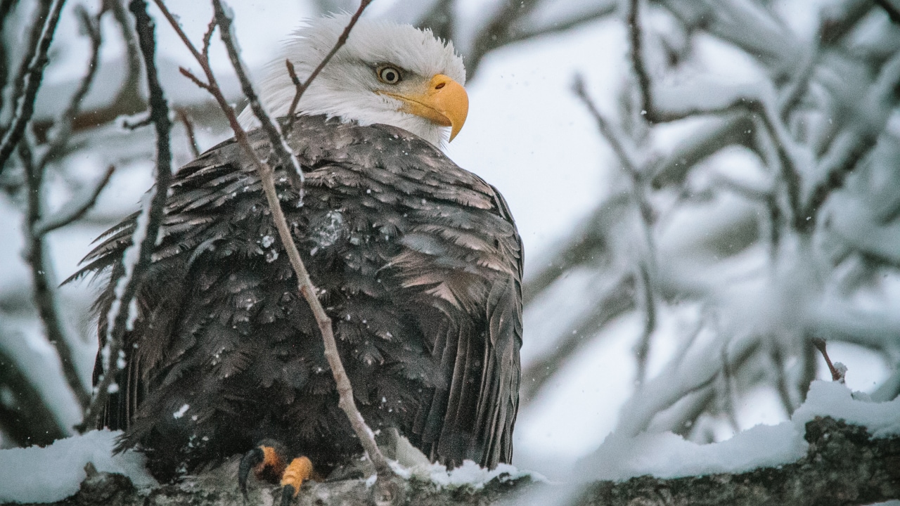 A bald eagle tucks a freshly caught salmon from the Chilkat River.