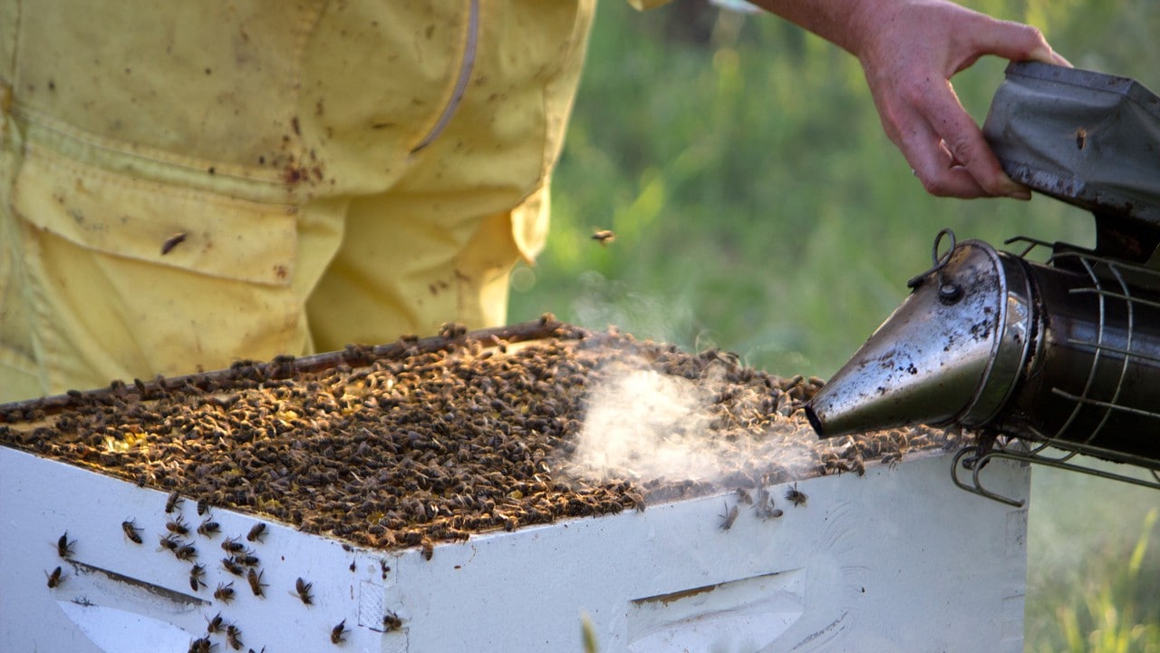 Applying smoke interrupts the bees' defense reaction, allowing beekeepers to open the hive for inspection. Photo by Jay Zschunke