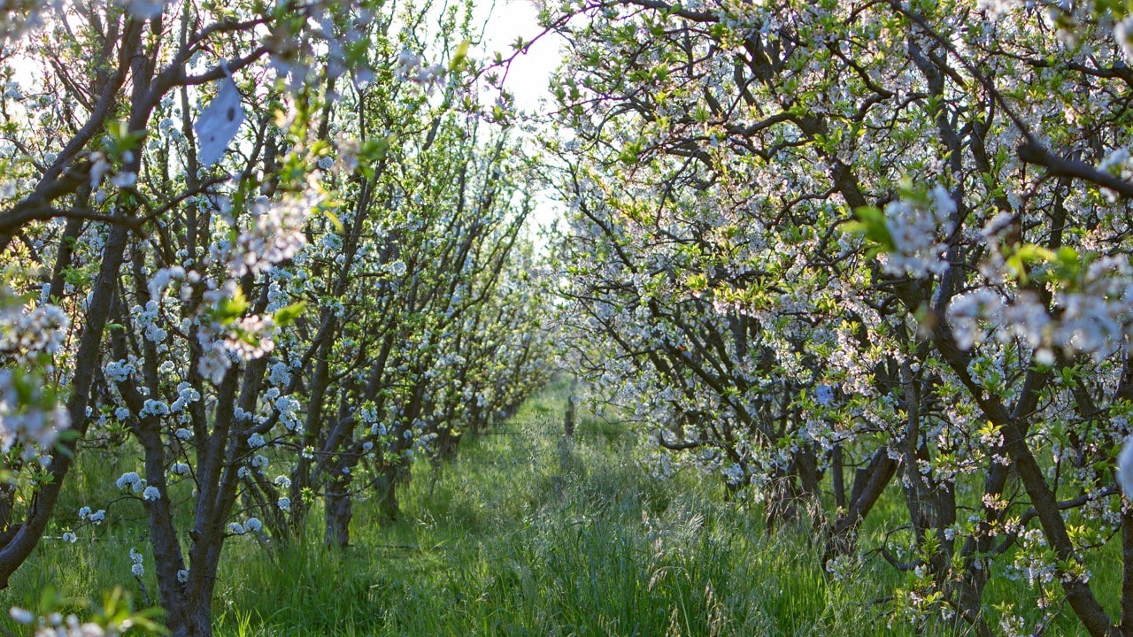 In mid-March, Frog Hollow Farm’s plum trees bloom with beautiful white flowers that fill the air with a sweet, refreshing scent. Photo by Jay Zschunke